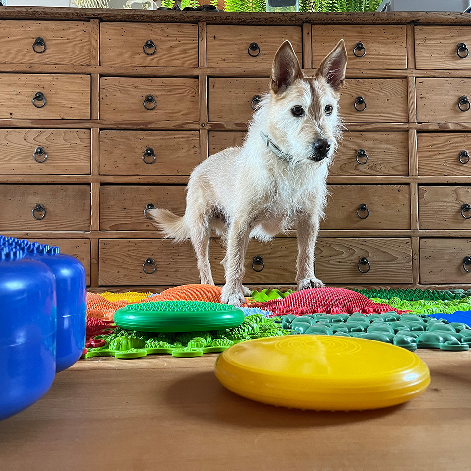 Beweglichkeitstraining Hund Physiotherapie