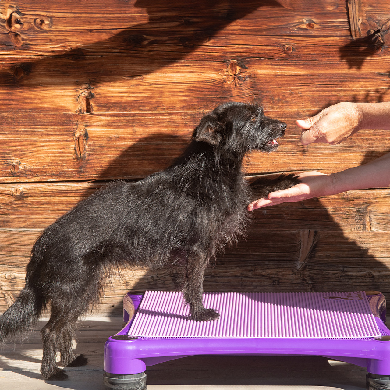 Physiotherapie Hund